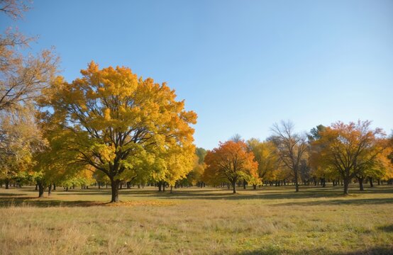 Pecan orchard in Mediterranean landscape during autumn. Tall trees display vibrant yellow, orange foliage under clear blue sky. Dry grass covers ground. Cultivated grove, nut production, agricultural