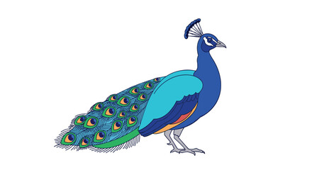 Fototapeta premium Majestic indian peafowl displays its radiant blue and green plumage in natural sunlight a stunning avian creature