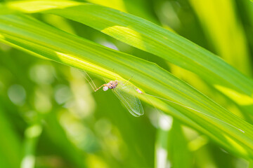 透明な体が綺麗なエルモンヒラタガゲロウ
