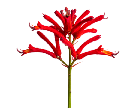 Side View of Vibrant Red Kangaroo Paw Flower on Stem, Isolated PNG