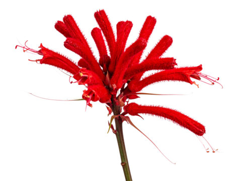 Side View of Vibrant Red Kangaroo Paw Flower on Stem, Isolated PNG