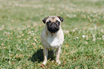 Obraz premium cute small cream pug walks on green grass in summer park in summer day, dogwalking concept