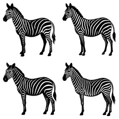 Fototapeta premium Four zebras standing in a group with black and white stripes in a symmetrical arrangement on white