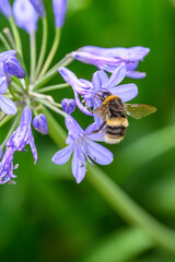 A White-tailed Bumblebee (Bombus lucorum) gathering pollen and nectar on an purple Agapanthus plant in a garden.