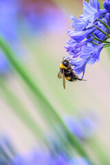 A White-tailed Bumblebee (Bombus lucorum) gathering pollen and nectar on an purple Agapanthus plant in a garden.