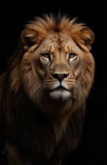 Fototapeta premium Majestic lion portrait, close-up of majestic animal face. Fierce predator with golden mane and intense eyes. Powerful feline on dark background, evokes wild nature, safari adventure, and strength.