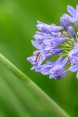 A Hoverfly gathering pollen and nectar on an purple Agapanthus plant in a garden.