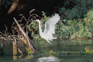 Little Egret - Egretta garzetta in full breeding plumage takong off from wooden perch at dark green background. Photo taken in Danube Delta in Romania.
