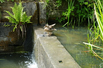 Female Mallard Duck Stone Water