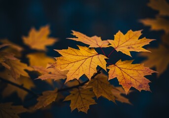 深みのある黄金色紅葉 静寂な秋景色