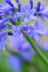 A Hoverfly gathering pollen and nectar on an purple Agapanthus plant in a garden.