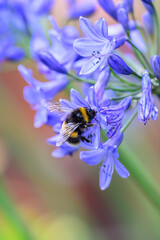 A White-tailed Bumblebee (Bombus lucorum) gathering pollen and nectar on an purple Agapanthus plant in a garden.