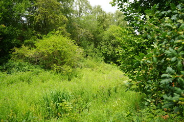 Beautiful lush green woodland clearing with dense vegetation in Codnor, Derbyshire, England