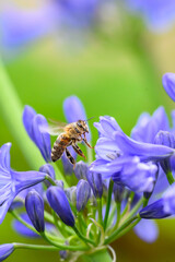 A Honey Bee (Apis mellifera) gathering pollen and nectar on an purple Agapanthus plant in a garden.