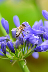 A Honey Bee (Apis mellifera) gathering pollen and nectar on an purple Agapanthus plant in a garden.