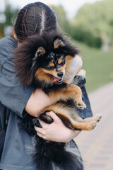 Obraz premium cute small black and red Pomeranian Spitz in owner hands in park in summer day, dogwalking concept