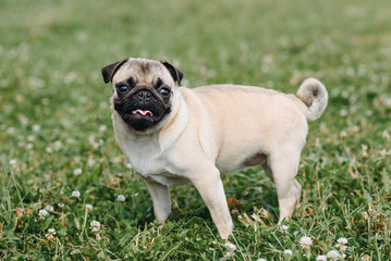 Obraz premium cute small cream pug walks on green grass in summer park in summer day, dogwalking concept