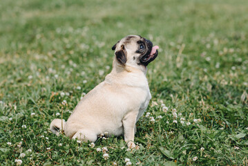cute small cream pug walks on green grass in summer park in summer day, dogwalking concept