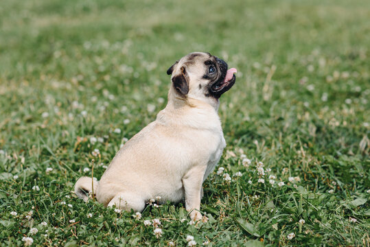cute small cream pug walks on green grass in summer park in summer day, dogwalking concept