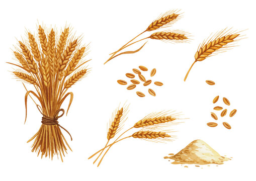 Vector watercolor wheat, flour / 水彩テイストの小麦イラスト