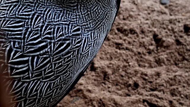 Close up of the neck and body Silver pheasant (Lophura nycthimera) with its beautiful plumage and unique pattern is conserved in zoos to avoid extinction and sustainability.