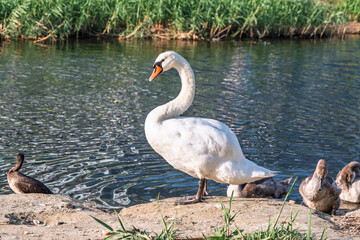 Wild swans with their offspring on a pond in the reeds. Incredibly beautiful nature and birds.