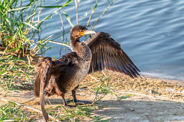 Great cormorant, Phalacrocorax carbo, sits on stone and dries its wings on the wind.