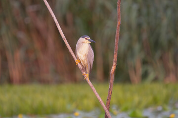 Black-crowned night-Heron - Nycticorax nycticorax perched on stump. Photo from Danube Delta in Romania. N. n. nycticorax.
