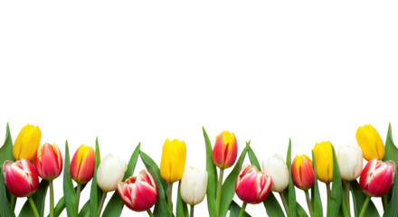 A vibrant horizontal border of fresh spring tulips (yellow, red-pink with yellow edges, white blooms, buds), lush green leaves and stems, on a clean white background with copy space, soft natural