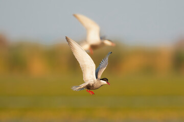 Two Whiskered Terns - Chlidonias hybrida in mid-flight with spanned wings at colorful background. Photo from Danube Delta in Romania. C. h. hybrida.