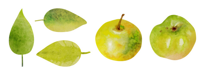 Vector watercolor apples and leaves clipart in green and yellow tones.