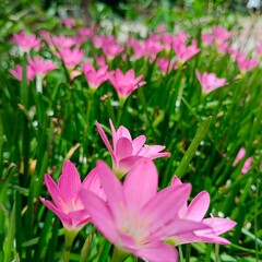 Obraz premium pink flowers in a garden