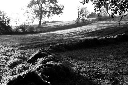 Black and white photo of grassy hillside with straw bales and scattered trees at sunrise