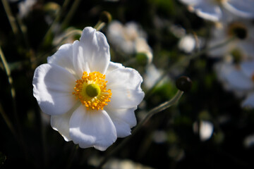 Photograph of a white flower