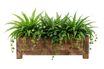 A rustic wooden planter box brimming with ferns and delicate vines a miniature garden evoking on transparent background