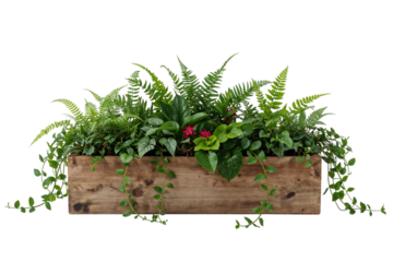 A rustic wooden planter overflowing with lush green ferns and creeping vines a touch of wild on transparent background
