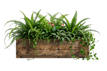 Rustic charm blooms within this aged wooden planter bursting with ferns and delicate flowers on transparent background