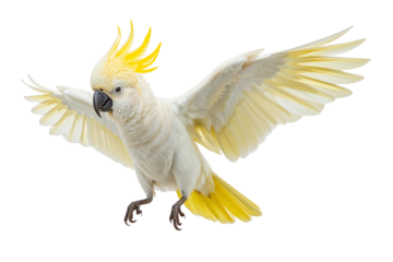 Majestic Cockatoo taking flight its vibrant yellow crest catching the light in a moment of on transparent background