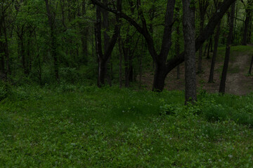 Exploring the Diversity of Temperate Forests