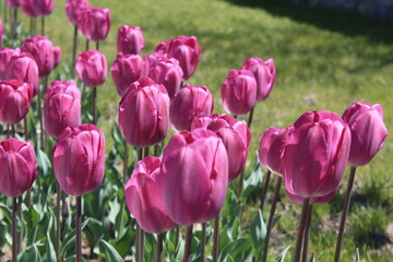 field of pink tulips