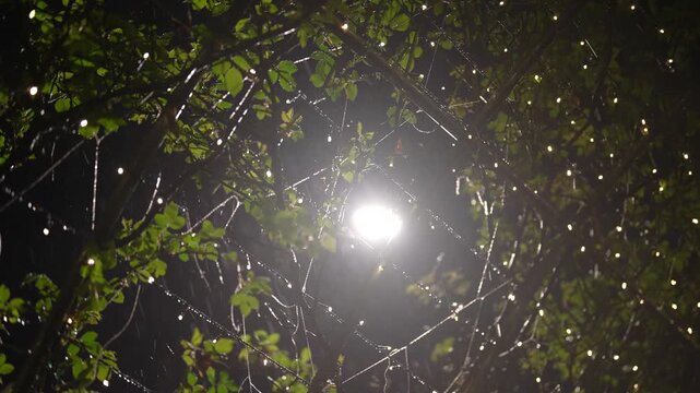 떨어진 벚꽃잎사이로 내리는 부드러운 비 | 감성 가득한 자연 영상 | Soft Rain Falling on Fallen Cherry Blossom Petals | Calm and Emotional Nature Scene