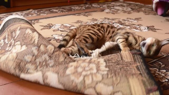Funny and crazy bengal cat playing at home with toy mouse , horizontal 4k footage. Playful cat