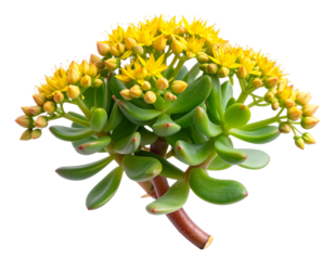 Single Sedum Plant with Thick Green Leaves and Yellow Blooms, Side Angle PNG”