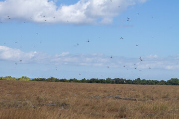 cMigratory locusts are attacking the savanna fields and farmers' plantations in Pahunga Lodu sub-district, East Sumba Regency 