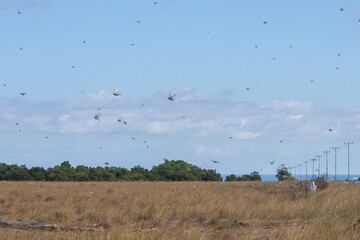 cMigratory locusts are attacking the savanna fields and farmers' plantations in Pahunga Lodu sub-district, East Sumba Regency 