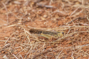 cMigratory locusts are attacking the savanna fields and farmers' plantations in Pahunga Lodu sub-district, East Sumba Regency 