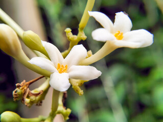 Men's papaya flower, that can't be the fruit male papaya flower, papaya that cannot bear fruit,...