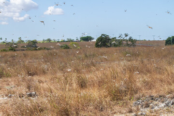 Migratory locusts are attacking the savanna fields and farmers' plantations in Pahunga Lodu sub-district, East Sumba Regency 