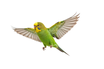 A spirited green parakeet soars in a vibrant expressive flight on a black background on transparent background
