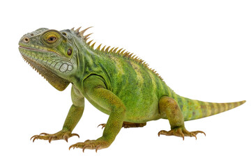 Obraz premium Striking green iguana ready to leap in a pose full of anticipation against a stark black on transparent background
